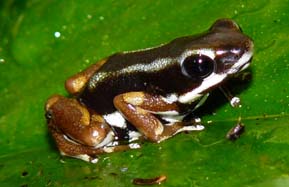 oophaga pumilio robalo.jpg